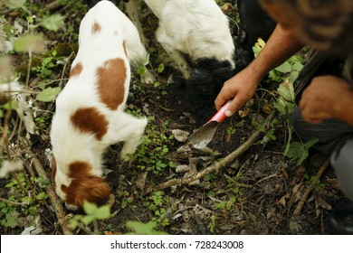 Man With Dogs Digging Black And White Truffle. Truffle Hunting In Forest