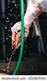 Man Doing Halal Lamb Slaughter, Slaughter Process