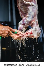 Man Doing Halal Lamb Slaughter, Slaughter Process