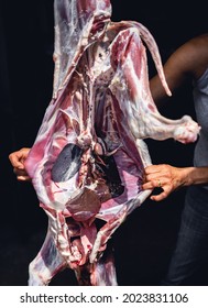 Man Doing Halal Lamb Slaughter, Slaughter Process