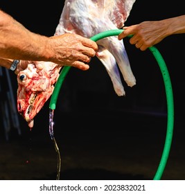 Man Doing Halal Lamb Slaughter, Slaughter Process