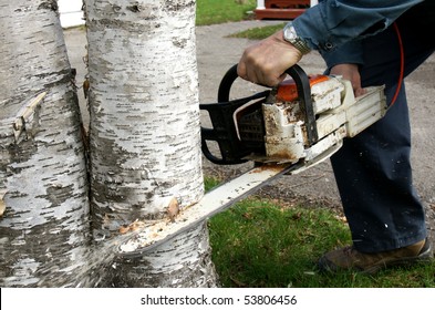 Man Doing Some Landscaping By Cutting Down Two Overgrown Paper Birch Trees With A Chainsaw To Increase Curb Appeal Of A Home