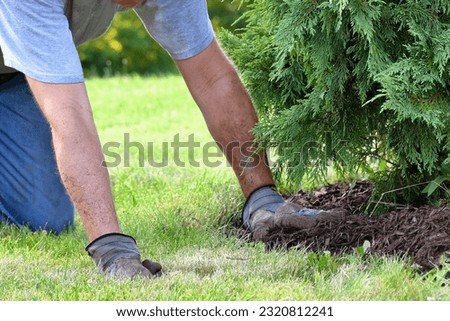 Man doing yard work chores by spreading mulch around landscape bushes from a wheelbarrow