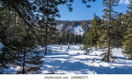 A Man In A Down Jacket Stands On A Path Trodden In The Snow. Around Coniferous Trees In Snowdrifts. A Wooded Hill Against A Blue Sky. Light And Shadows. Altai