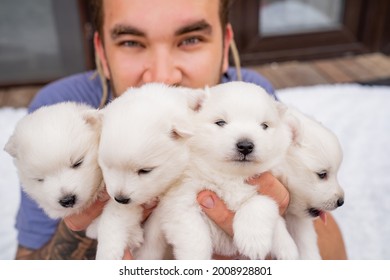 Japanese Spitz Puppy Images Stock Photos Vectors Shutterstock