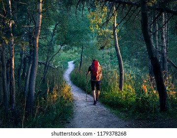 Man with dreadlocks and red backpack walking at the forest at sunset