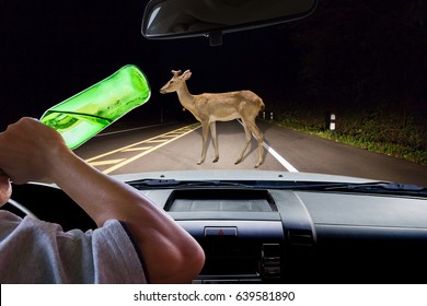 Man Drink Beer While Driving, Deer Walking On The Road At Night In The Forest As Background.