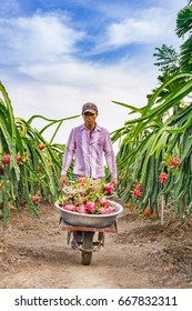 Man Drives Full Dragon Fruit Wheelbarrow/Tien Giang, Vietnam – February 12 2016: The Man Harverted Dragon Fruit In Field, Cho Gao, Tien Giang, Viet Nam