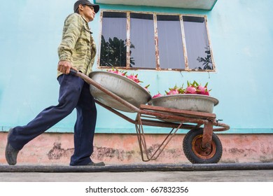 The Man Drives Full Dragon Fruit Wheelbarrow/Tien Giang, Vietnam – February 12 2016: The Man Harverted Dragon Fruit In Field, Cho Gao, Tien Giang, Viet Nam