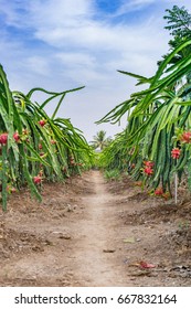 Man Driving Dragon Fruit Wheelbarrow/Tien Giang, Vietnam – February 12 2016: The Man Harverted Dragon Fruit In Field, Cho Gao, Tien Giang, Viet Nam
