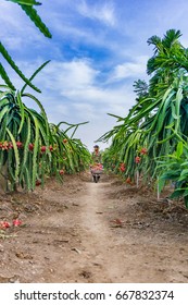 The Man Driving Dragon Fruit Wheelbarrow/Tien Giang, Vietnam – February 12 2016: The Man Harverted Dragon Fruit In Field, Cho Gao, Tien Giang, Viet Nam