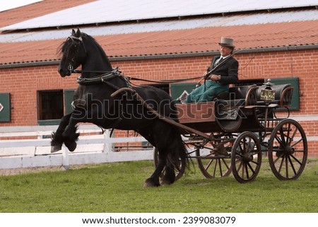 Man driving a friesian horse cart