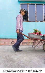 The Man Driving Full Dragon Fruit Wheelbarrow/Tien Giang, Vietnam – February 12 2016: The Man Harverted Dragon Fruit In Field, Cho Gao, Tien Giang, Viet Nam