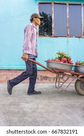 Man Driving Full Dragon Fruit Wheelbarrow/Tien Giang, Vietnam – February 12 2016: The Man Harverted Dragon Fruit In Field, Cho Gao, Tien Giang, Viet Nam