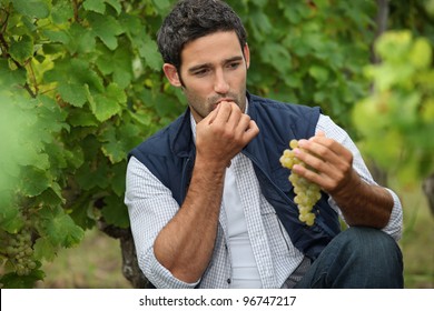 Man Eating Grapes In A Vineyard