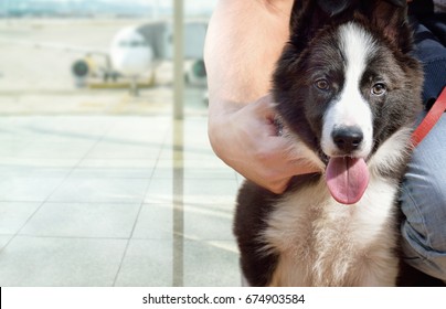 man embracing his dog looking at camera at airport. Dog breed is Border Collie