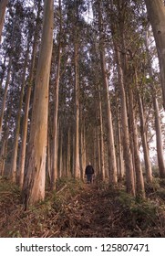 Man in a eucalyptus forest. The man is alone.