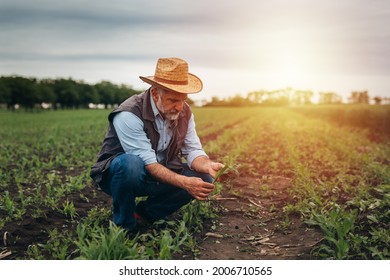 Man Examining Root Of Corn Plant On Field