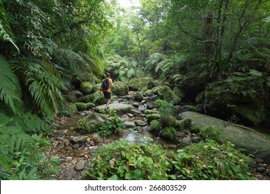 Man exploring dense tropical jungle and rainforest