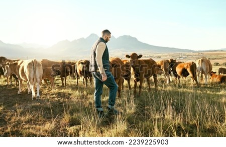 Man, farm and animals for travel in the countryside with cows for growth, production or live stock in the outdoors. Male traveler or farmer in agriculture business on grass field and cattle in nature