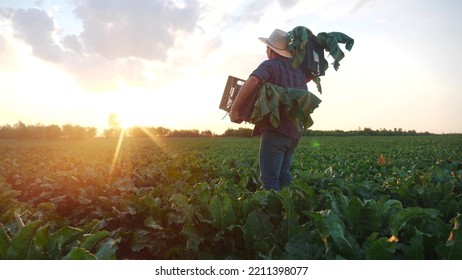man farmer with a box of fresh green vegetables walk through his field. agriculture farm organic business sunlight concept. a farmer with boxes harvests in his field business in agribusiness