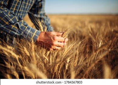 Man farmer checking the quality of wheat grain on the spikelets at the field. Male farm worker touches the ears of wheat to assure that the crop is in good condition. Agriculture, business, harvest. - Shutterstock ID 1784367803