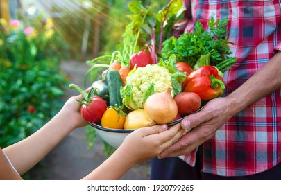 A man farmer and a child are holding a harvest of vegetables in their hands. Selective focus. nature.