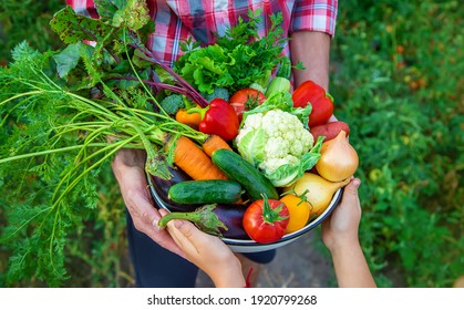 1,552,434 Food holding Images, Stock Photos & Vectors | Shutterstock