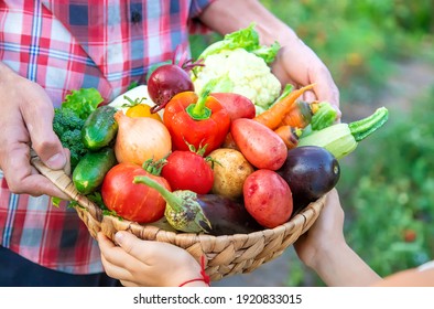 A man farmer and a child are holding a harvest of vegetables in their hands. Selective focus. nature. - Powered by Shutterstock