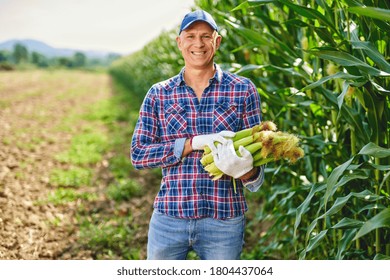 Man Farmer With A Crop Of Maize.