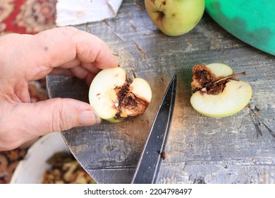 A Man Farmer Cut A Spoiled, Rotten Apple In Half With A Knife. Fresh Wormy Green Apple. Bad Autumn Harvest. Problems In Agriculture And Farming. Food Waste. Fertilizer. Recycling. Compost.