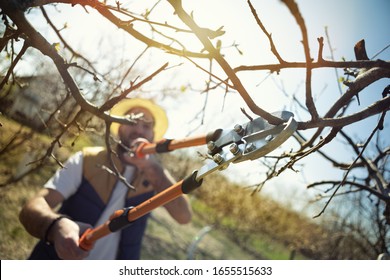 Man farmer cuts with pruning shears fruit trees in a spring garden