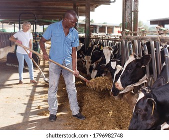 Man Farmer  Feeds On Hay  Cow And Woman Working On Background At  Farm