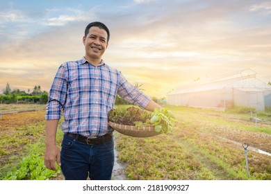 Man Farmer Holding Box With Fresh Vegetables Of Red Oak, Green Oak, Cos In Local Eco Farm. Cultivation Of Natural Products, Cargo Delivery,Transportation, Organic Food, Production Concept