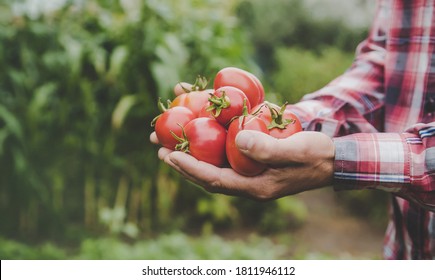 A man farmer holds a crop of tomatoes in his hands. Selective focus. nature.