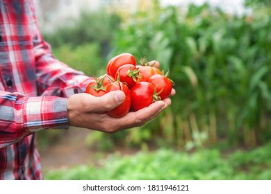 A man farmer holds a crop of tomatoes in his hands. Selective focus. nature. - Powered by Shutterstock