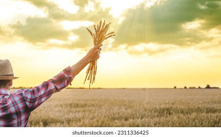 A man farmer holds ears of wheat in his hand in the field. Selective focus. Nature. - Shutterstock ID 2311336425