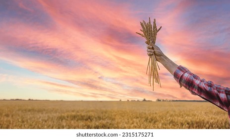 A man farmer holds ears of wheat in his hand in the field. Selective focus. Nature. - Shutterstock ID 2315175271