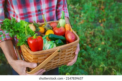 A man farmer holds a harvest of vegetables in his hands. Selective focus. nature. - Shutterstock ID 2147839637