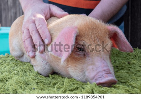 Similar – Image, Stock Photo Piglet in happiness Nature