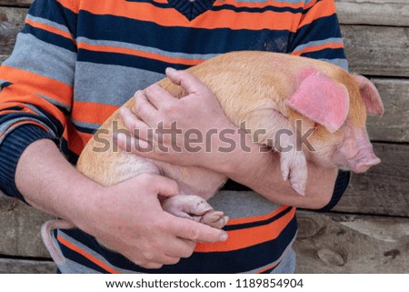 Similar – Image, Stock Photo Piglet in happiness Nature