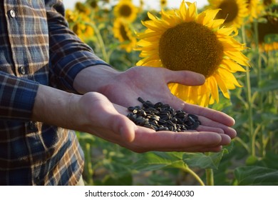 A man farmer in a plaid shirt holds sunflower seeds on a background of sunflowers