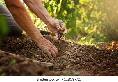 Man Farmer Planting Tomato Seedlings In Garden Outdoors. Strong Hands Close Up. Sunny Whether. Organic Growing