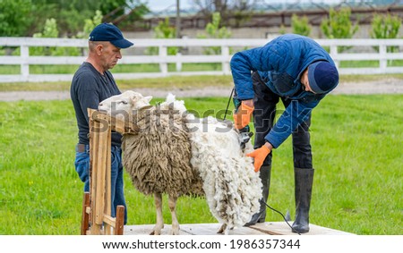 Man farmer shearing the sheep with sharp scissors. White wool trimming.