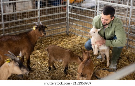 Man Farmer Squatting And Holding Little Goatling Inside Stall.