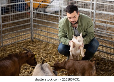 Man Farmer Squatting And Holding Little Goatling Inside Stall.