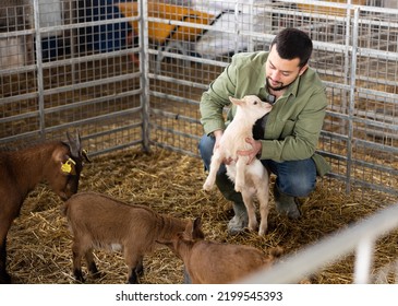 Man Farmer Squatting And Holding Little Goatling Inside Stall.