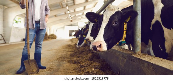 Man Farmer In Uniform And Rubber Boots With Shovel Standing Near Stall With Colorful Cows In Row On Animal Farm. Agriculture And Farm Concept