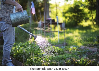 Man Farmer Watering A Vegetable Garden In The Evening At Sunset
