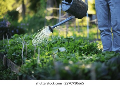 Man farmer watering a vegetable garden in the evening at sunset
 - Powered by Shutterstock